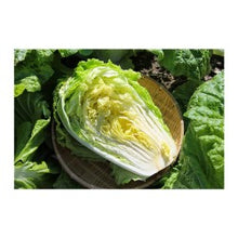 Load image into Gallery viewer, CHINESE CABBAGE HALF
